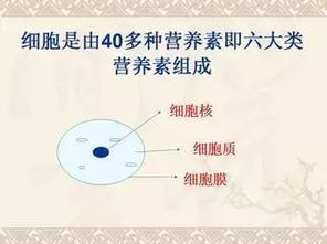 俏颜科普 人体是由细胞组成,几乎所有的慢性病都可以调理好